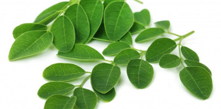 Shigru Moringa