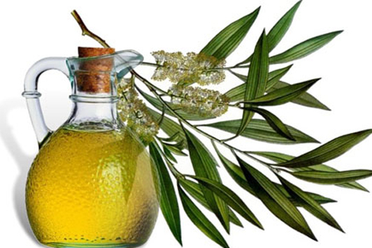 eucalyptus oil uses at household