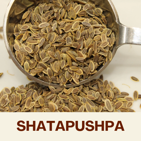 Shatapushpa