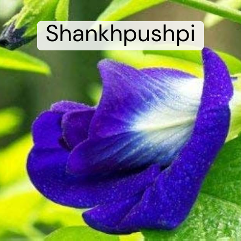 Shankhpushpi