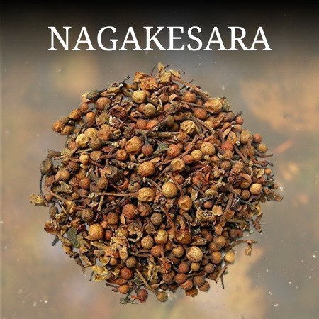 Nagakesara